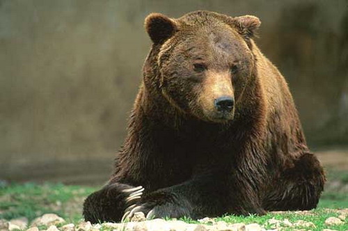 Parco nazionale d'Abruzzo: uomo attaccato da orso, è grave