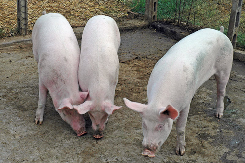 Germania: maiale contaminato da diossina in Baviera, Cina blocca esportazioni