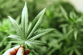 La legalizzazione della cannabis, un discorso da affrontare